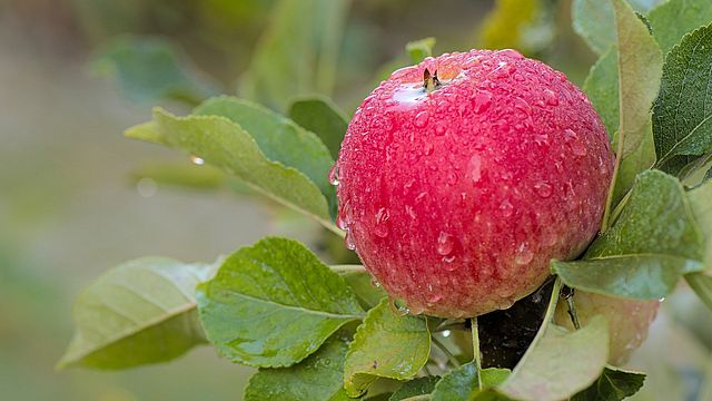 Ein roter Apfel mit Morgentau.