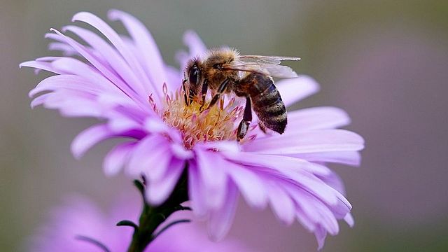 Eine Biene extrahiert Nektar aus einer Blüte.
