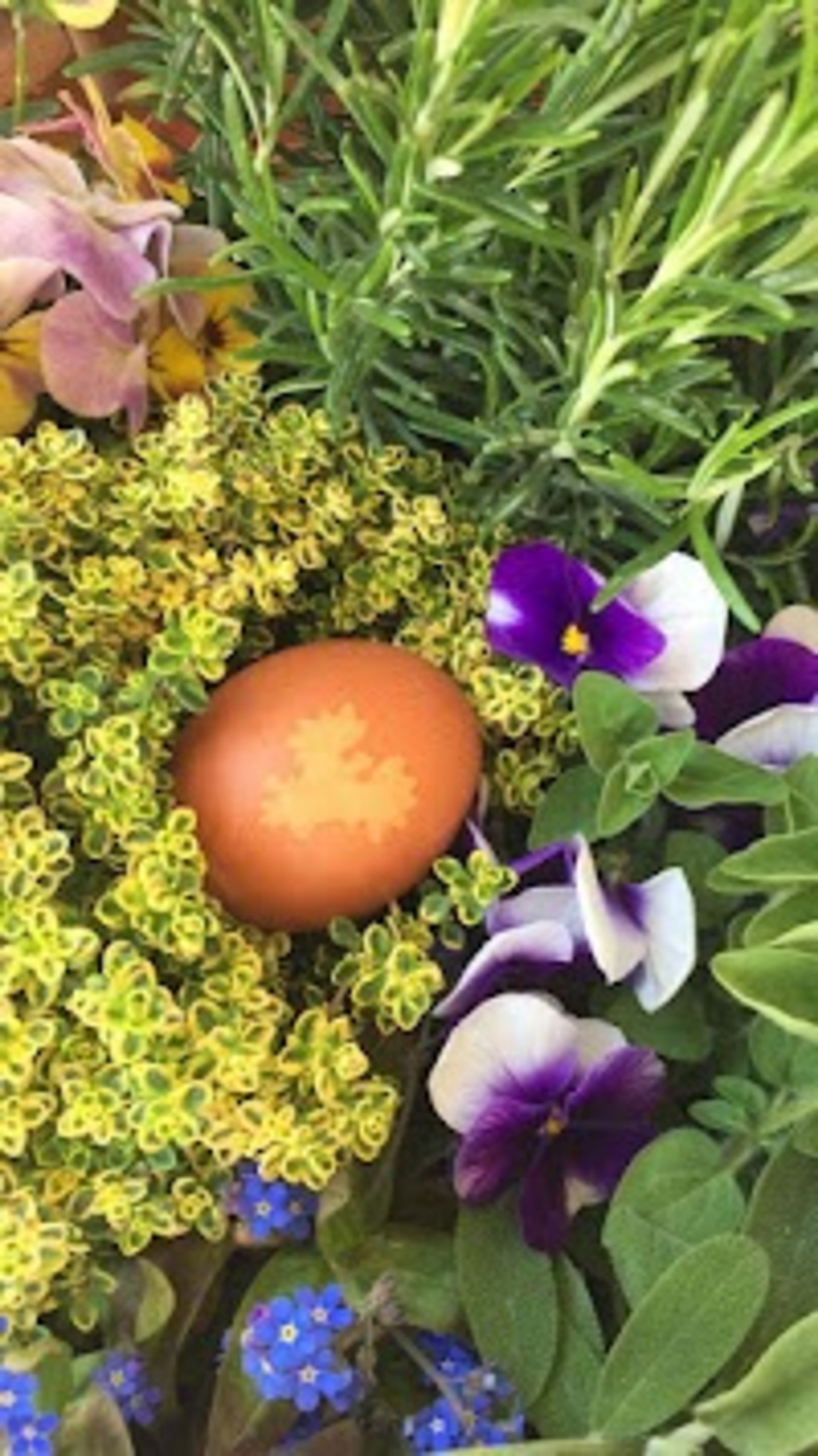 Un uovo di gallina con l'acquila Euregio posta in un nido di fiori. 