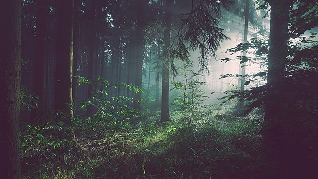 © Unsplash/Sebastian Unrau Foresta densa di nebbia luminosa.