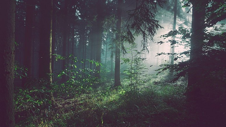 Foresta densa di nebbia luminosa.