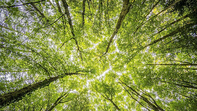 © Pexels/Felix Mittermeier Vogelblick in die Höhe im Wald