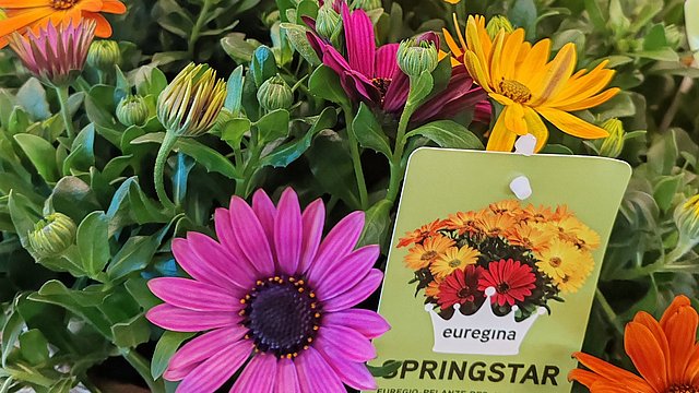 Il momento centrale dell’evento è stata la presentazione dell’Osteospermum “Springstar”, la “euregina” di quest’anno. 