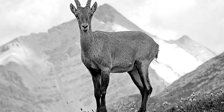 Die Jagd ist mehr als Schießen, Symbolbild 