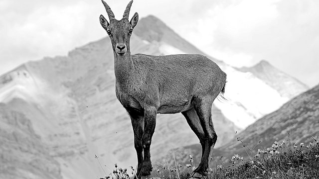 Die Jagd ist mehr als Schießen, Symbolbild 
