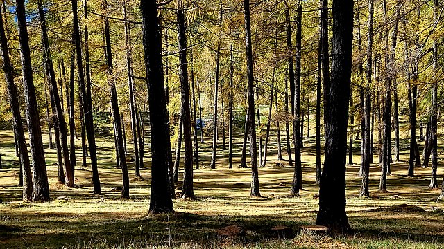 Bosco di larici all'altipiano del Salto