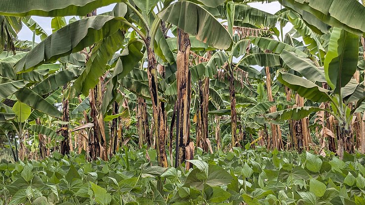 MADDO/MAPEC Le banane da cuocere sono l'alimento principale nel sud dell'Uganda e nel nord della Tanzania. È importante che la coltivazione sia sostenibile, con pacciamatura e colture intercalari sul terreno, in questo caso i fagioli