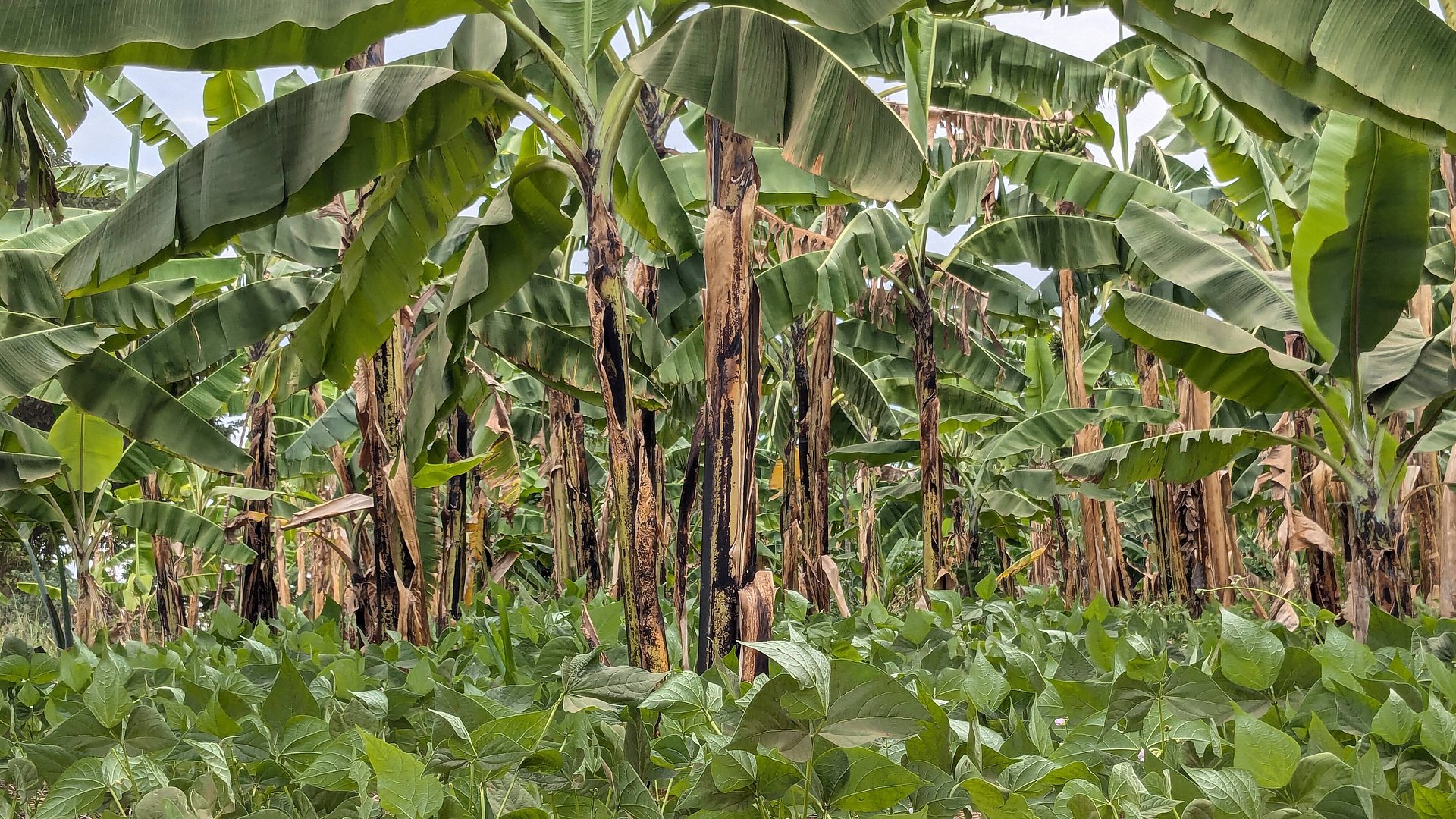 © MADDO/MAPEC Kochbananen sind das Hauptnahrungsmittel im Süden Ugandas & Norden Tansanias. Wichtig ist der nachhaltige Anbau, mit Mulchen & Zwischenfürchten am Boden, hier Bohnen