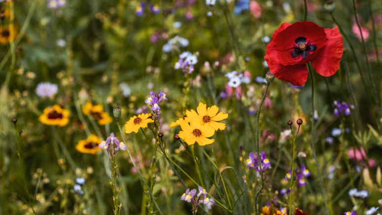 Wiese voller bunter Wildblumen mit gelben, violetten und roten Blüten, darunter eine rote Mohnblüte.