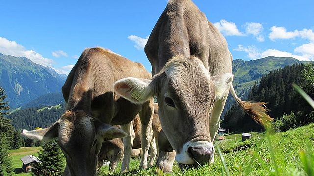 Mucche al pascolo in un prato in montagna.