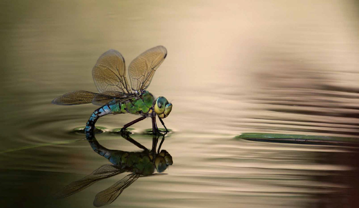 einband mit libelle
