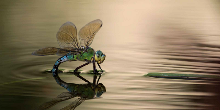 einband mit libelle