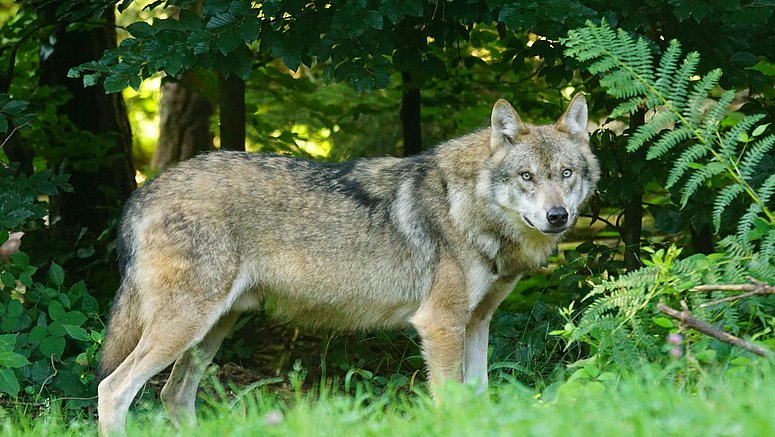 Lupo marrone sull’erba verde 