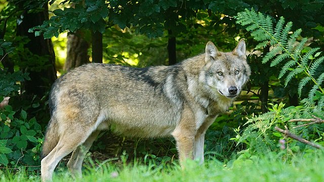 Brauner Wolf, der auf grünem Gras steht