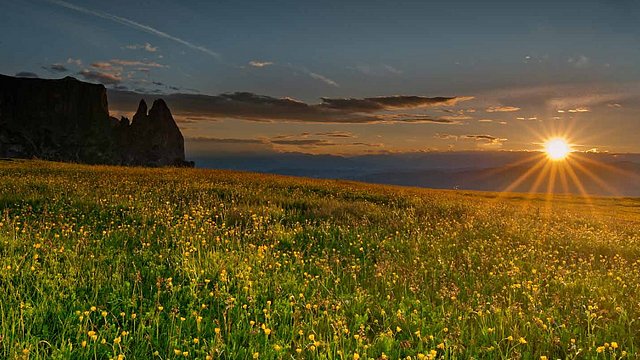 Blumenfeld bei Sonnenuntergang mit dem Schlern auf der linken Seite. 