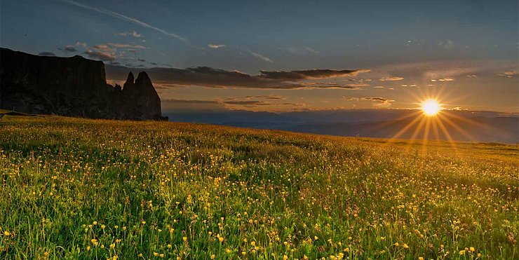 Blumenfeld bei Sonnenuntergang mit dem Schlern auf der linken Seite. 