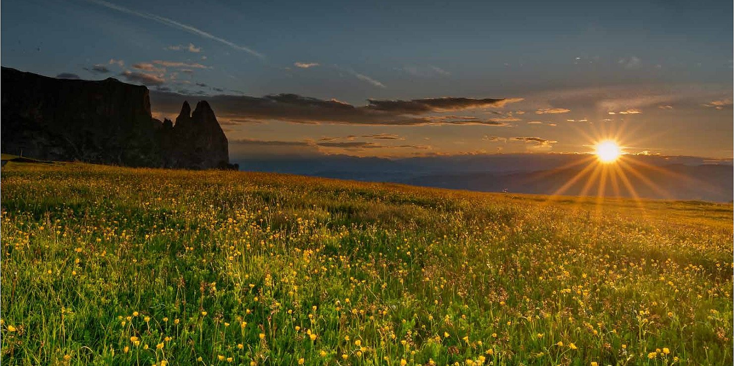 Blumenfeld bei Sonnenuntergang mit dem Schlern auf der linken Seite. 