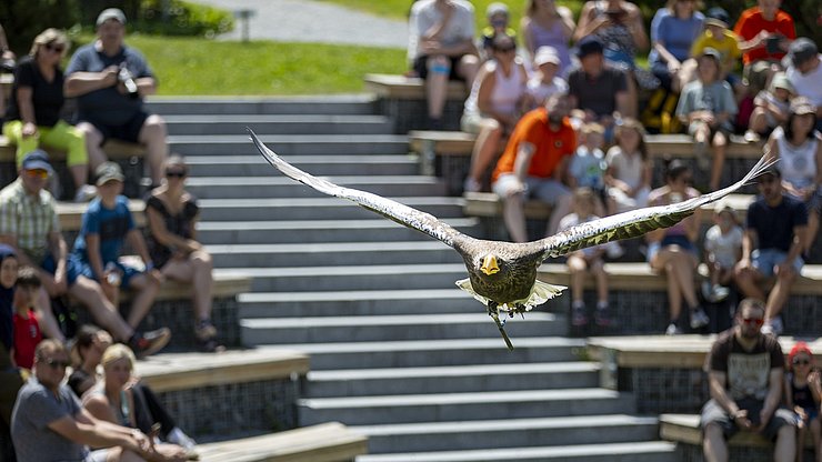 © Land Tirol/Sedlak Ein weiteres Highlight beim Familienfest bildeten die Flugshows im Greifvogelpark Umhausen, dem größten seiner Art in Westösterreich. Adler, Falken, Geier und Eulen beeindruckten mit spektakulären Flugmanövern und boten faszinierende Einblicke in die Welt der Falknerei.
