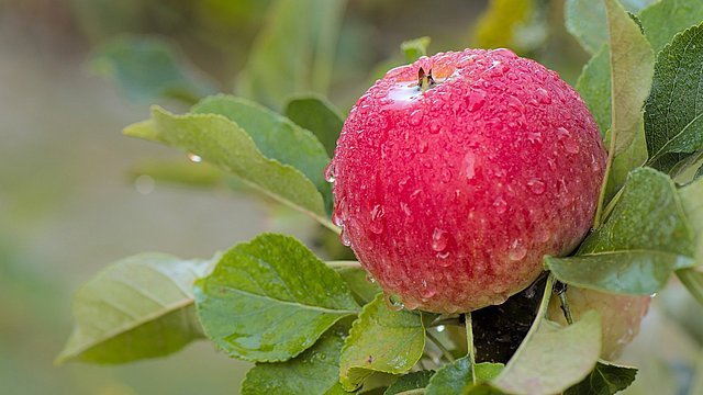 © Pixabay Ein roter Apfel mit Morgentau.