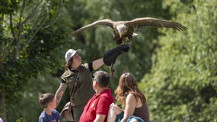 © Land Tirol/Sedlak Ein weiteres Highlight bildeten die Flugshows im Greifvogelpark Umhausen, dem größten seiner Art in Westösterreich. Adler, Falken, Geier und Eulen beeindruckten mit spektakulären Flugmanövern und boten faszinierende Einblicke in die Welt der Falknerei.