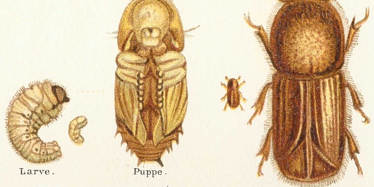 © Gemeinfrei, https://commons.wikimedia.org/w/index.php?curid=275884 Gestern wie heute ein Forstschädling: der Borkenkäfer.