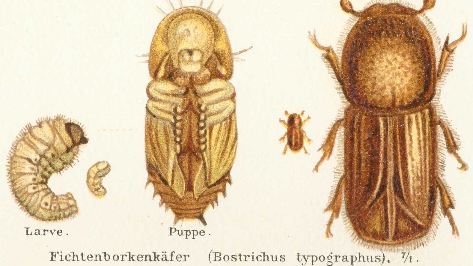 Gestern wie heute ein Forstschädling: der Borkenkäfer.