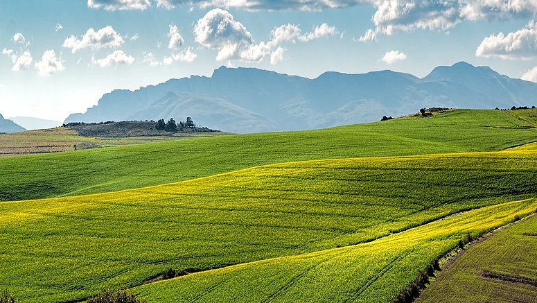 Campi verdi con montagne sullo sfondo.