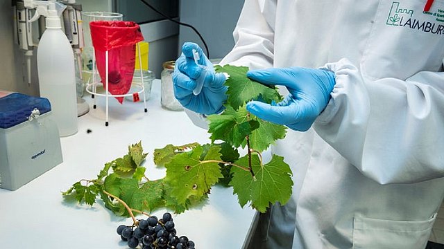L'EuregioScienceFund sostiene progetti transfrontalieri che coinvolgono istituti di ricerca (nella foto un laboratorio della Laimburg Research) nei Territori dell'Euregio: Tirolo, Alto Adige e Trentino. 